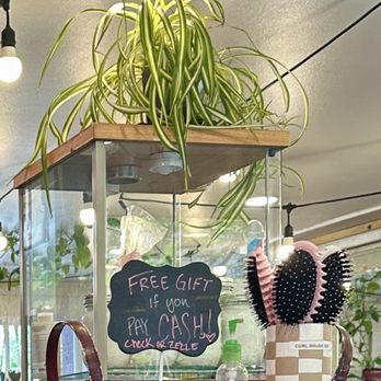 Tacoma Curly Salon - A few of the retail items plus one of the many plants. - Hair Stylists Near Me - Tacoma, Washington