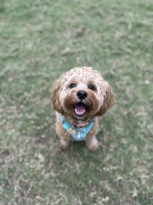 Barkin' Creek - Lamar