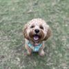 Barkin' Creek gift card