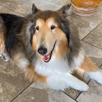Animal Wellness Center - Veterinarians Near Me - Saint Augustine, Florida Animal Wellness Center - Veterinarians Near Me - Saint Augustine, Florida