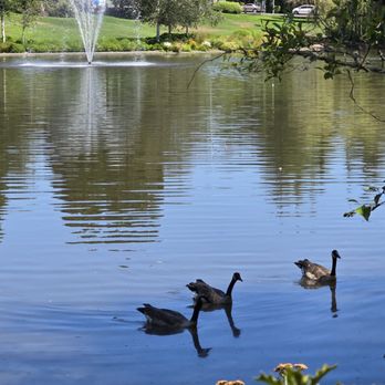 Murrayhill Pond - Beautiful view of pond - Lakes Near Me - Beaverton, Oregon Murrayhill Pond - Beautiful view of pond - Lakes Near Me - Beaverton, Oregon