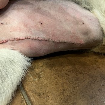 Camino Pet Hospital - Dr. Shoolman saved our furbaby - Veterinarians Near Me - Irvine, California