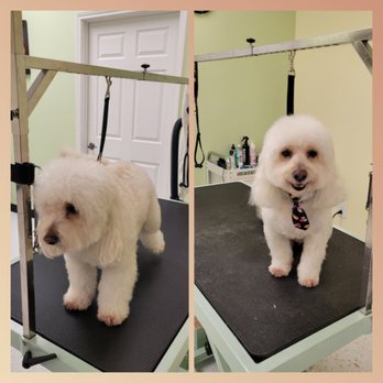 Dashing Dog Grooming - No Sir, Than you - Pet Groomers Near Me - Houston, Texas Dashing Dog Grooming - No Sir, Than you - Pet Groomers Near Me - Houston, Texas