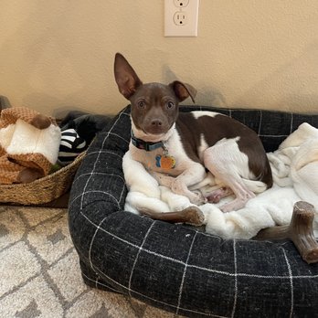 Houston Humane Society - Animal Shelters Near Me - Houston, Texas Houston Humane Society - Animal Shelters Near Me - Houston, Texas