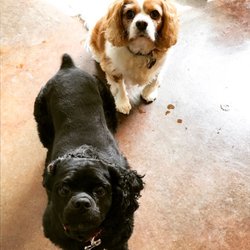 Park City Pet Care - Taz and Cricket ready for walkies