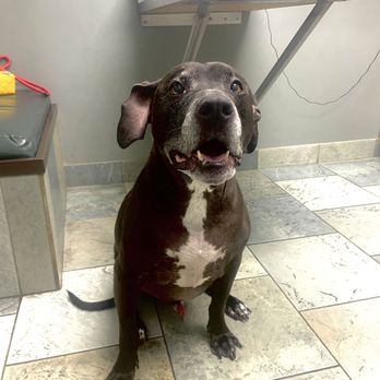Southpointe Veterinary Hospital - Happy puppy in waiting room - Veterinarians Near Me - Allen Park, Michigan