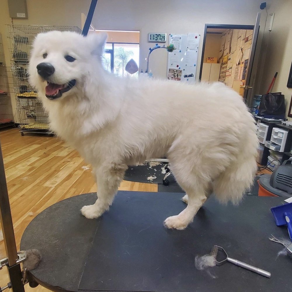 Alta Pet Center - Before - Pet Groomers Near Me - Upland, California Alta Pet Center - Before - Pet Groomers Near Me - Upland, California