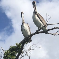 Adventures Kayaking - Pelicans