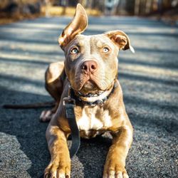 Ridgeside K9 New England - XL Bully-Ghost is a gentle, smart, loving young pup with loads of confidence in her new found manners.