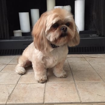 Urban Style Dog - Pet Groomers Near Me - Las Vegas, Nevada Urban Style Dog - Pet Groomers Near Me - Las Vegas, Nevada