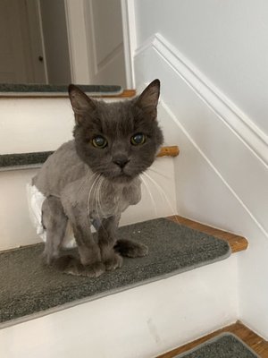 kimberly's pampered pets