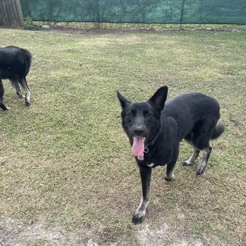 Beachfly Brewery - Great place with a small fenced yard for the pups. - Beer Bar Near Me - Rockledge, Florida