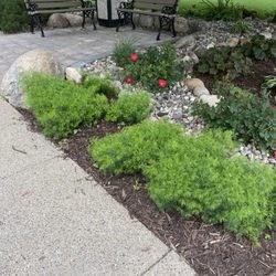 Osceola Public Library - Love these flowers!