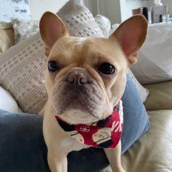 Custom Canines - Pet Groomers Near Me - McLean, Virginia