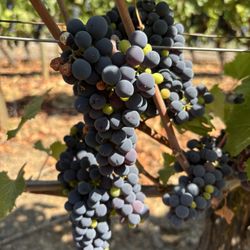 Eola Hills Legacy Estate Vineyard