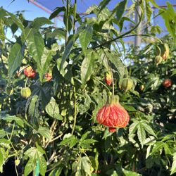 Elgin Nursery & Tree Farm