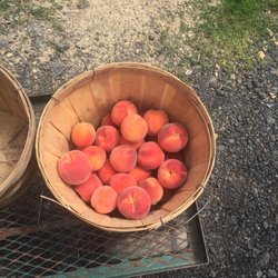 Race Farm - Peaches