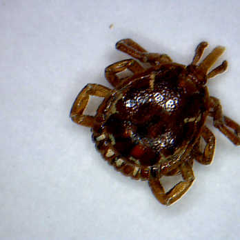 Beach Pest Control Service - All arachnids have eight legs - Pest Control Near Me