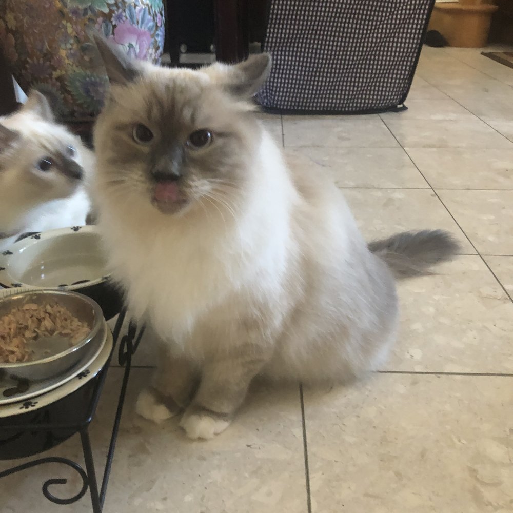 Happy Cat Grooming - After - so nicely trimmed, brushed out, and fluffy! Nails neatly trimmed too. - Pet Groomers Near Me - Westmont, Illinois Happy Cat Grooming - After - so nicely trimmed, brushed out, and fluffy! Nails neatly trimmed too. - Pet Groomers Near Me - Westmont, Illinois