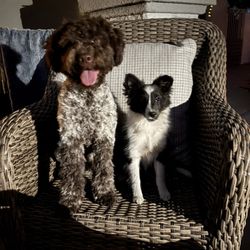 Kat The Dog Trainer - My pup 4.5 month old pup learning to socialize with another one of Kat's returning boarding customers