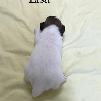 Fox Fire Jacks - Elsa - Pet Breeders Near Me - Moneta, Virginia