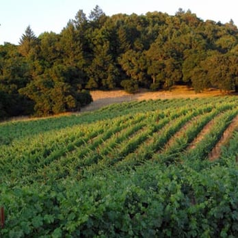 Linked Vineyards - Wineries Near Me - Santa Rosa, California Linked Vineyards - Wineries Near Me - Santa Rosa, California
