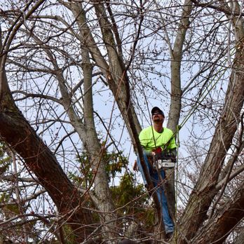 Huston's Tree Service - Tree Services Near Me - Hopkins, Minnesota Huston's Tree Service - Tree Services Near Me - Hopkins, Minnesota