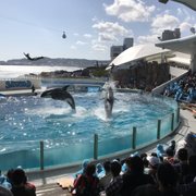 鴨川シーワールド - Updated June 2026 - 96 Photos - 東町1464-18