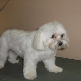Spaw Pet Grooming - Pet Groomers Near Me - Pasadena, California Spaw Pet Grooming - Pet Groomers Near Me - Pasadena, California