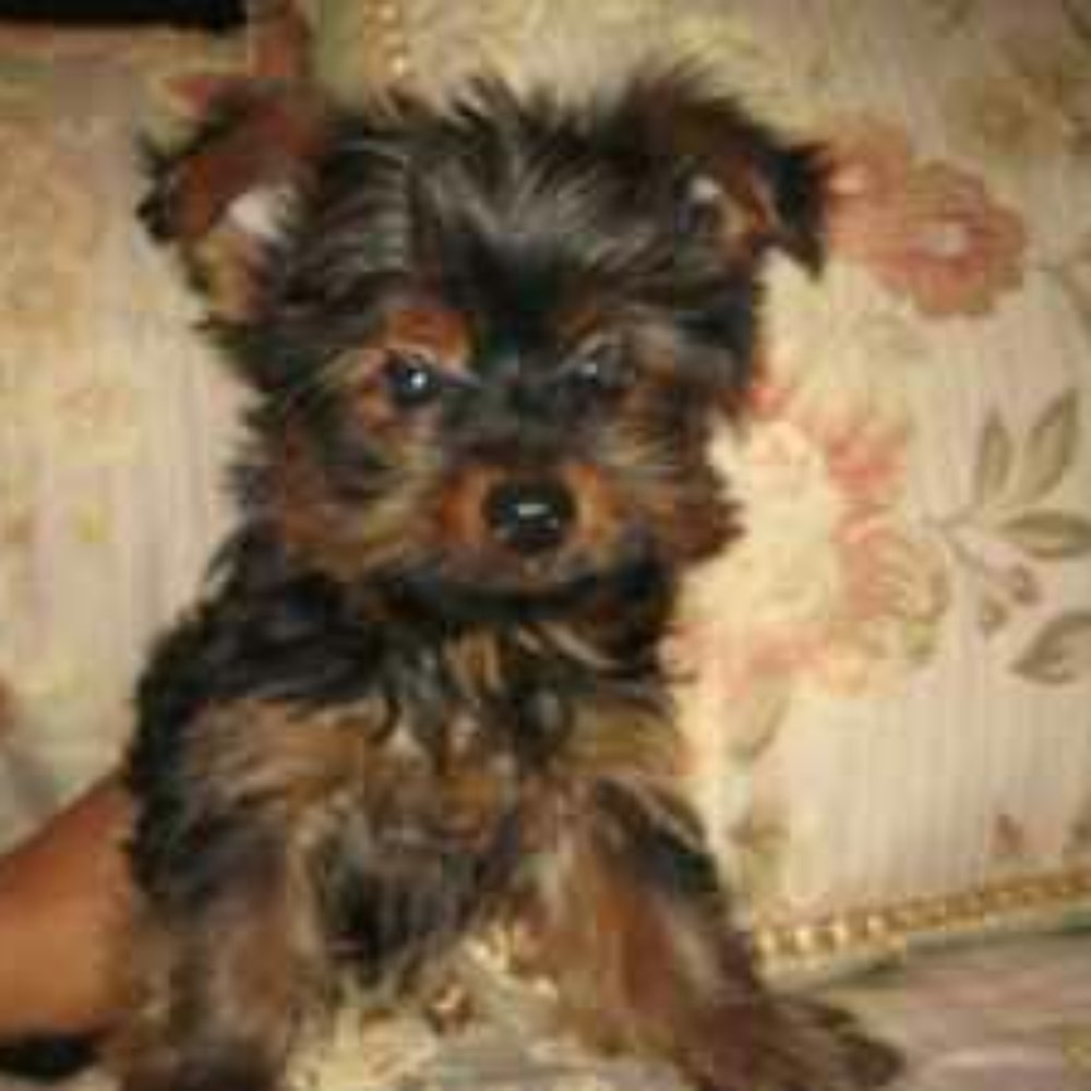 PetSmart - I love Petsmart - Pet Stores Near Me - Lancaster, California PetSmart - I love Petsmart - Pet Stores Near Me - Lancaster, California