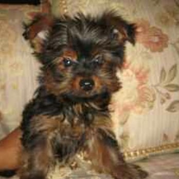 PetSmart - I love Petsmart - Pet Stores Near Me - Lancaster, California PetSmart - I love Petsmart - Pet Stores Near Me - Lancaster, California
