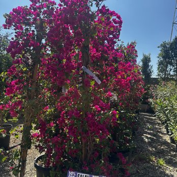 Moon Valley Nurseries - Trees for terrace - Tree Services Near Me - North Hollywood, California Moon Valley Nurseries - Trees for terrace - Tree Services Near Me - North Hollywood, California