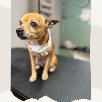 Ily Pet Grooming - Pet Groomers Near Me - Pompano Beach, Florida Ily Pet Grooming - Pet Groomers Near Me - Pompano Beach, Florida