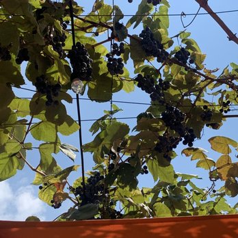 Lavash Cafe - Grape vines - Mediterranean Near Me - Columbus, Ohio Lavash Cafe - Grape vines - Mediterranean Near Me - Columbus, Ohio