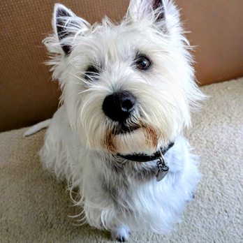 Mollies Groom Room - Pet Groomers Near Me - Concord, California