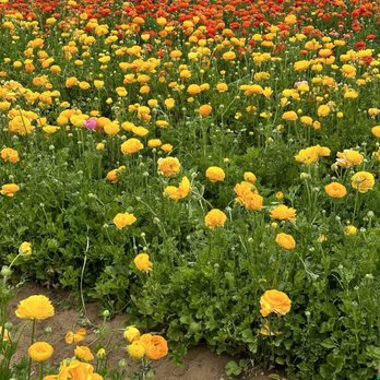 The Flower Fields - Venues & Event Spaces Near Me - Carlsbad, California The Flower Fields - Venues & Event Spaces Near Me - Carlsbad, California