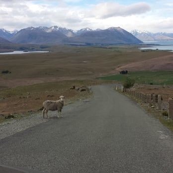 Astro Cafe - Watch out for stubborn sheep on your way up and down the hill! - Cafes Near Me - Lake Tekapo, CAN Astro Cafe - Watch out for stubborn sheep on your way up and down the hill! - Cafes Near Me - Lake Tekapo, CAN