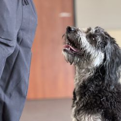 Sidekicks Stay & Play - Amarillo, TX - We reinforce good manners like sitting before doors open.