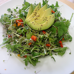 Green Spirit - Sprout Salad
