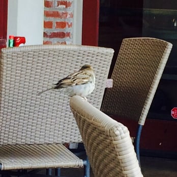 Another Broken Egg Cafe - Brunch with the birdies - Breakfast & Brunch Near Me - Lafayette, Louisiana