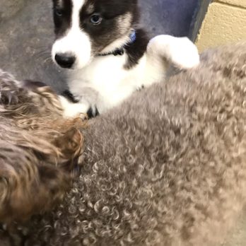 Nuzzlers - Apollo's first day - Pet Groomers Near Me - North Royalton, Ohio