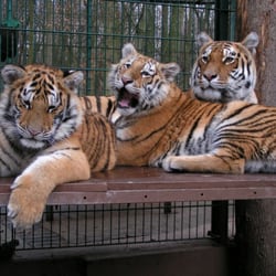 Tigergarten