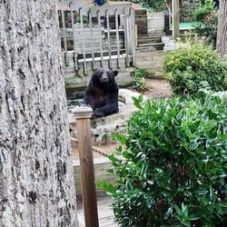 You might see a bear! Just wanted to cool off on a very hot day!