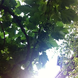 Weingut Lill