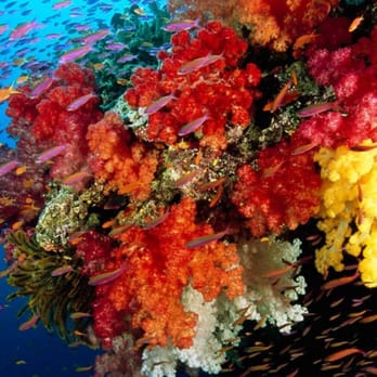 Reef Corals - Pet Stores Near Me - Beaverton, Oregon Reef Corals - Pet Stores Near Me - Beaverton, Oregon