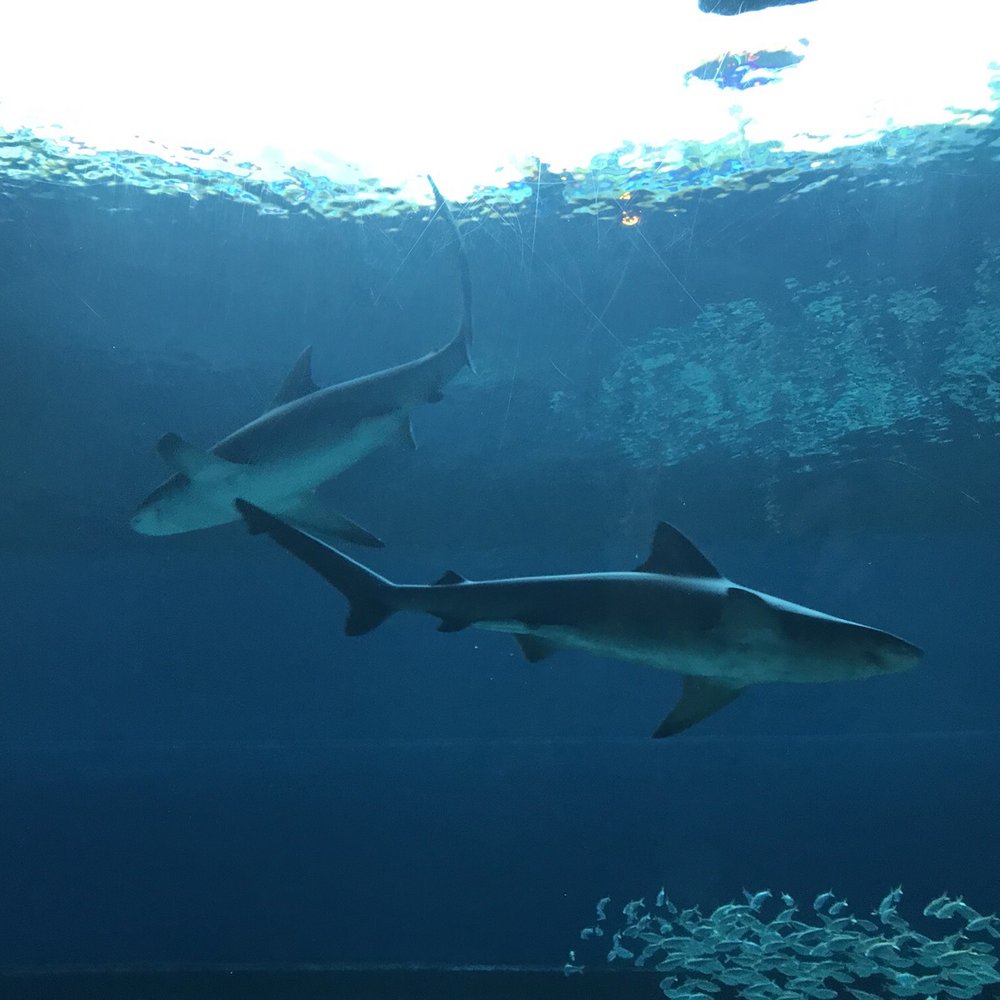 Texas State Aquarium - You HAVE to do "the tunnel"! - Aquariums Near Me - Corpus Christi, Texas Texas State Aquarium - You HAVE to do "the tunnel"! - Aquariums Near Me - Corpus Christi, Texas