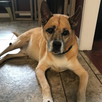 Prissy's Pretty Pets - Pet Groomers Near Me