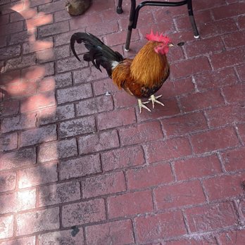 Duval Street - Local Flavor Near Me - Key West, Florida
