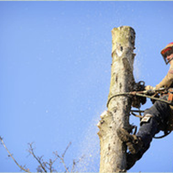 Corona Tree Service
