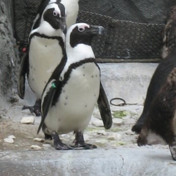 Memphis Zoo - Formal Affair with Penguins - Zoos Near Me - Memphis, Tennessee Memphis Zoo - Formal Affair with Penguins - Zoos Near Me - Memphis, Tennessee